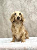 Cream teckel Dekreu, Dieren en Toebehoren, België, 1 tot 2 jaar, Parvo, Meerdere