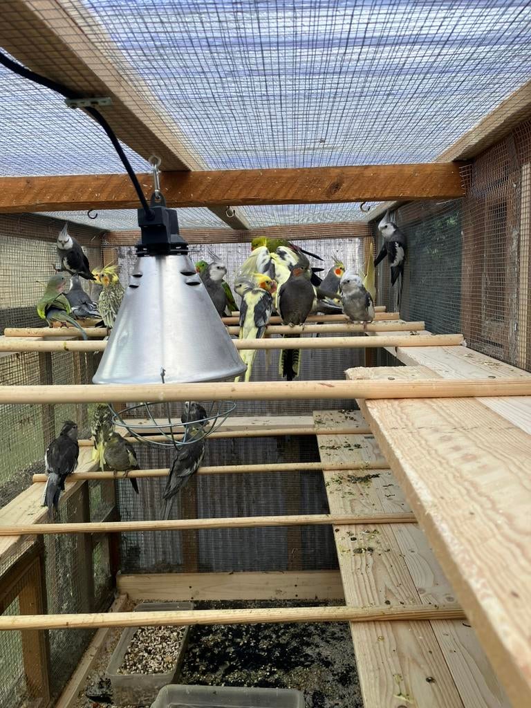 GEPARELDE-BONTE-WITKOP-WILDKLEUR-GEELWANG ENZ, Meerdere dieren, Parkiet