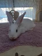 Duites reus mannetjes 7weken oud 25€