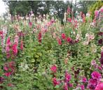 Biologische Stokroos Mix Zaden, Tuin en Terras, Ophalen of Verzenden