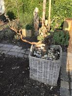 Oude druivenstam, Tuin en Terras, Ophalen, Minder dan 100 cm, Overige soorten, Volle zon