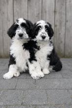 Beaux chiots Aussiedoodle, Plusieurs, Hépatite contagieuse (maladie de Rubarth), Belgique, Berger