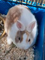 Dwergkonijnen, Dieren en Toebehoren, Konijnen