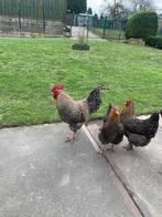 Broedeieren, Dieren en Toebehoren, Pluimvee, Vrouwelijk, Kip