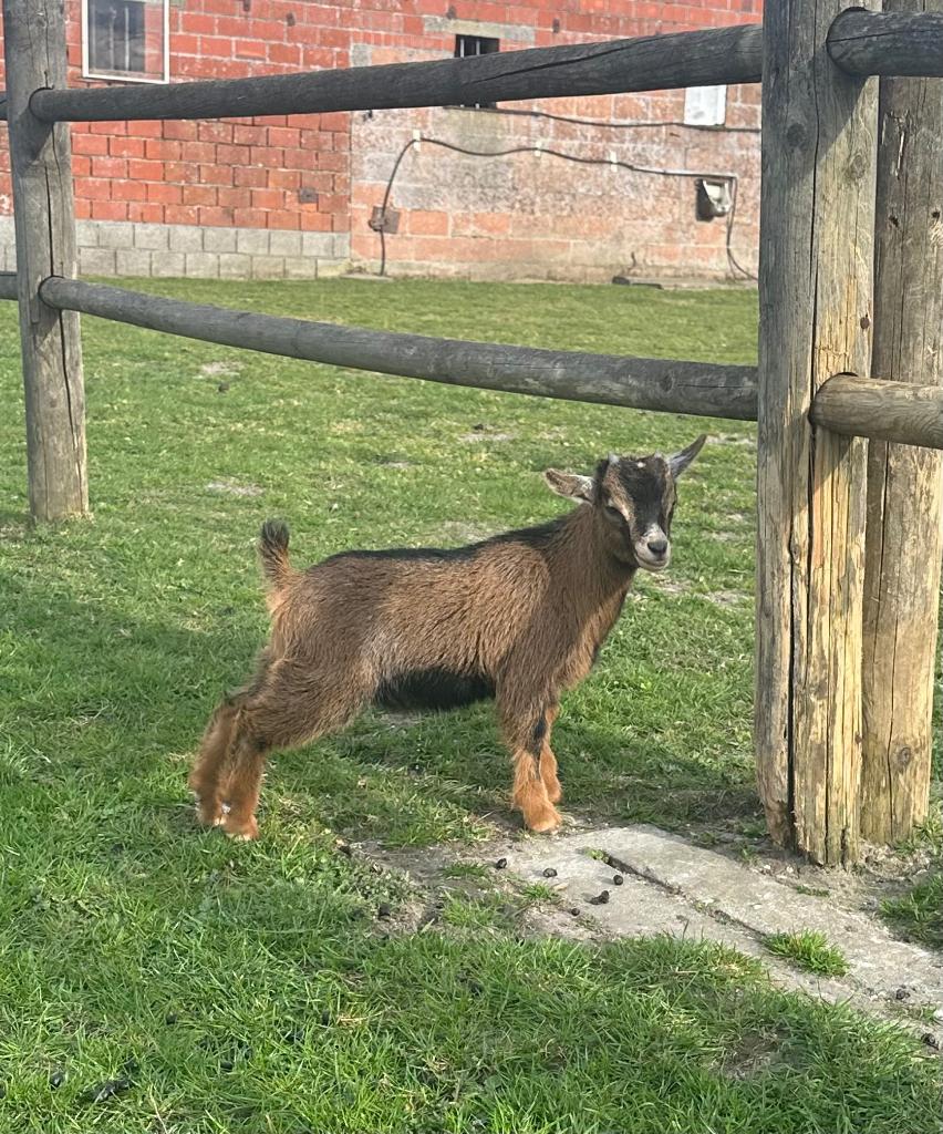 Dwerggeitjes, Dieren en Toebehoren, Schapen, Geiten en Varkens