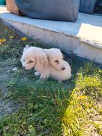 Prachtige blonde teckel reutjes, België, Parvo, Reu, 8 tot 15 weken