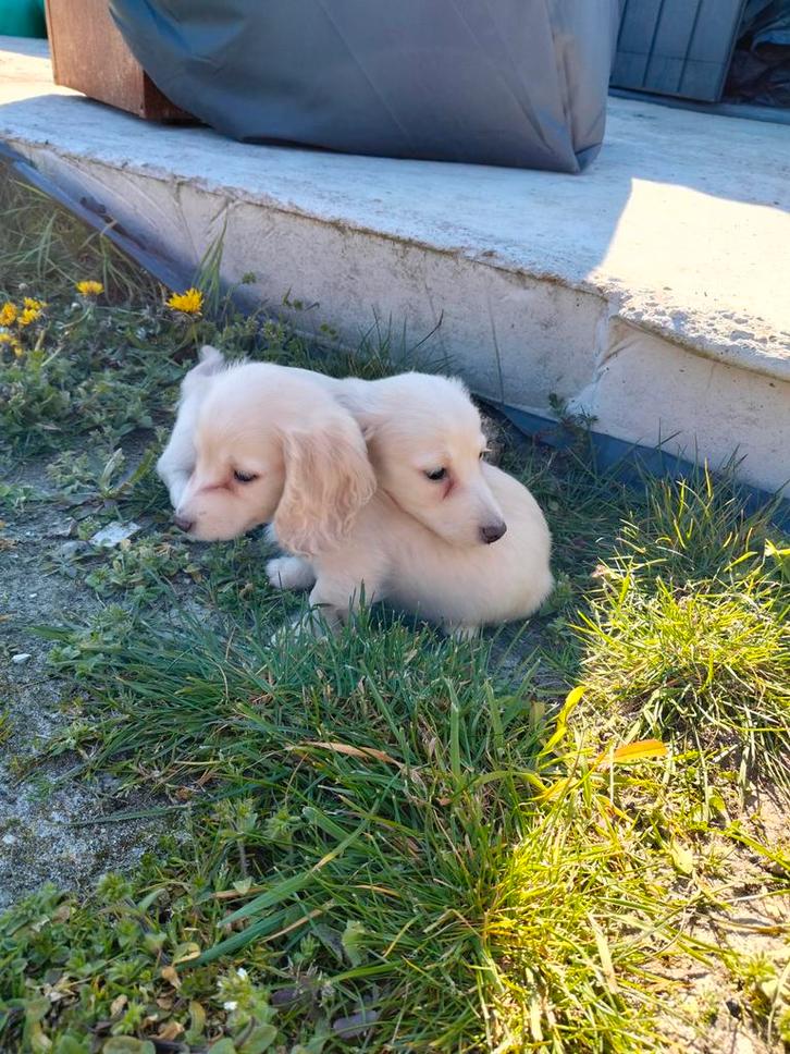 Beaux garçons teckels blonds, Animaux & Accessoires, Chiens | Teckels & Bassets, Chien (mâle), Poils longs, Nain, Éleveur | Professionnel