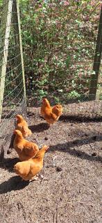 broedeieren wyandotte, Animaux & Accessoires