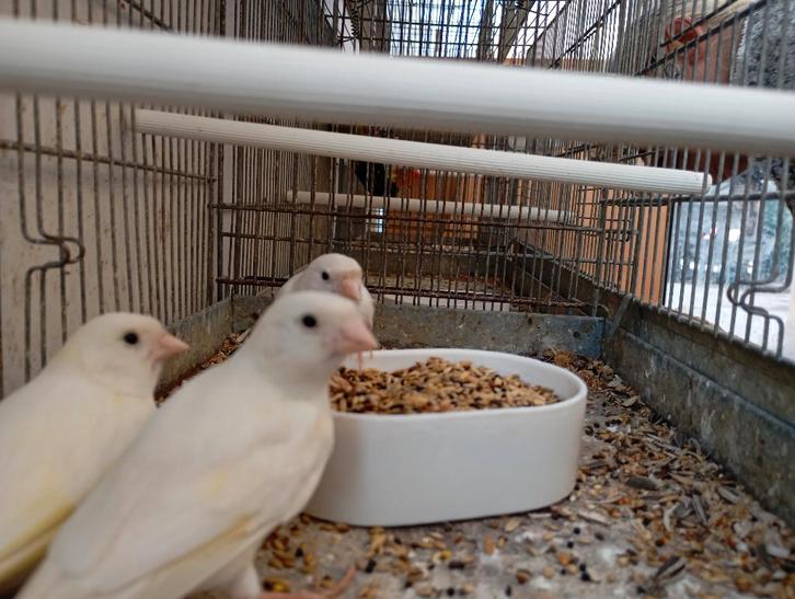 Witte kanarie mannen, Dieren en Toebehoren, Vogels | Kanaries, Kleurkanarie, Mannelijk