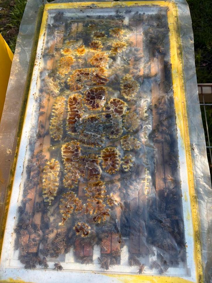 Bijenvolk, Animaux & Accessoires, Insectes & Araignées, Abeilles