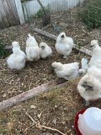 Broedeieren van zijdehoenen, Dieren en Toebehoren, Pluimvee, Geslacht onbekend, Kip