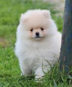 Pomeriaan pups, Dieren en Toebehoren, Parvo, België, Keeshond, Reu