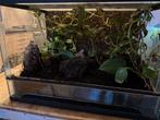 Terrarium 60 x 40 x 40, Animaux & Accessoires, Enlèvement, Comme neuf, Éclairage