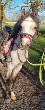 Jument galloise de 3 ans super mignonne, Poney B (1.17 m à 1.27 m), Non dressé, Avec pedigree, Jument