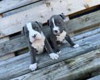 Leuke Amerikaanse Stafford pups., Dieren en Toebehoren, Parvo, België, 8 tot 15 weken, American Staffordshire Terriër