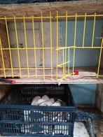 Deurtjes voor duiven