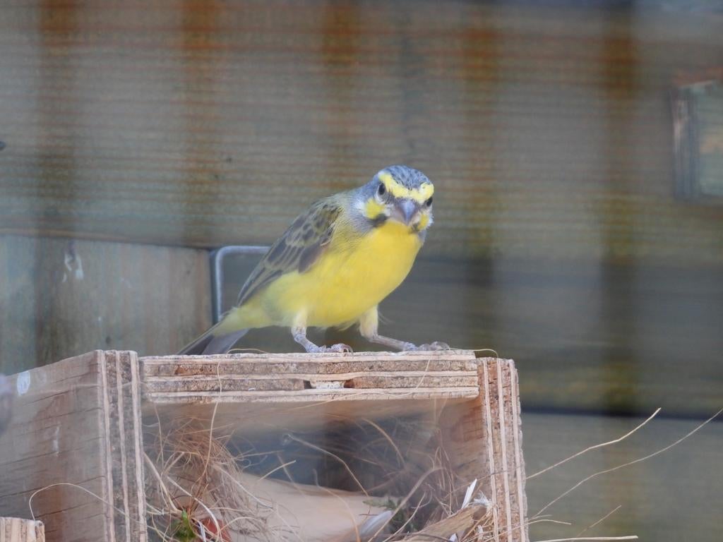 Koppel mozambiquesijsjes