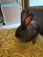 Vlinderkonijn, Dieren en Toebehoren, Konijnen, Vrouwelijk, Groot, 0 tot 2 jaar