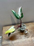 Shake aux fraises Philodendron, Maison & Meubles, Plantes d'intérieur, Enlèvement ou Envoi