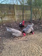 Verse broedeieren Leghorn Blauw, Geslacht onbekend, Kip