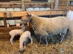 Schaap met 2 lammeren, Dieren en Toebehoren, Schapen, Geiten en Varkens, Schaap