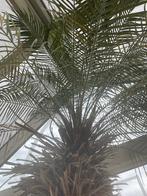 Te koop:  Grote palmboom, Tuin en Terras, Planten | Tuinplanten, Ophalen, Vaste plant, Overige soorten