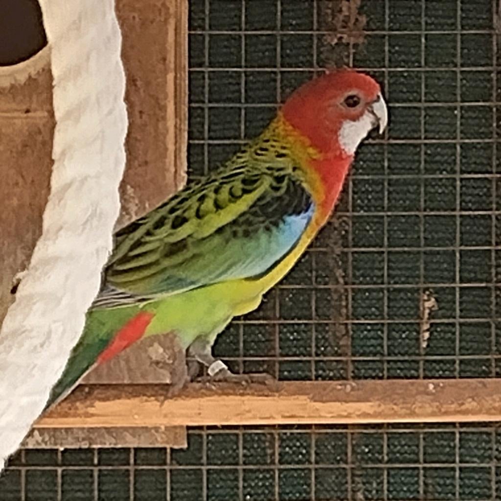 Rosella wildkleur man, Animaux & Accessoires, Oiseaux | Perruches & Perroquets