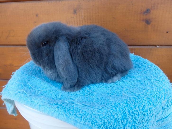 Nederlandse hangoordwerg, Animaux & Accessoires, Lapins, Nain, Femelle, 0 à 2 ans, Oreilles tombantes