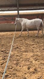 Merrie te koop, Dieren en Toebehoren, Paarden, Merrie