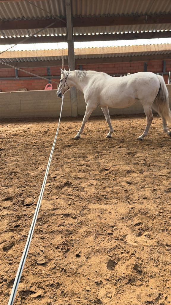 Merrie te koop, Dieren en Toebehoren, Paarden, Merrie