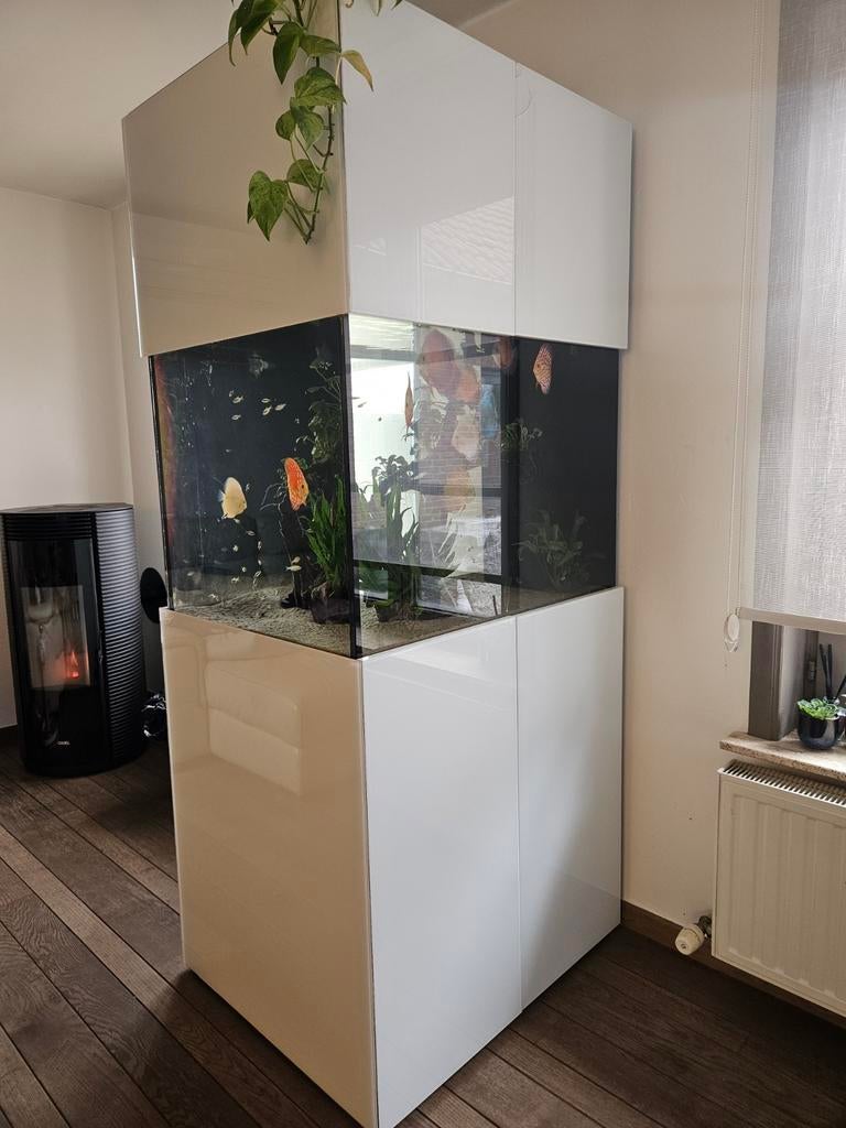 Aquarium met discussen, Ophalen