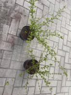 ligustrum obtusifolium 'massif', Jardin & Terrasse, Enlèvement