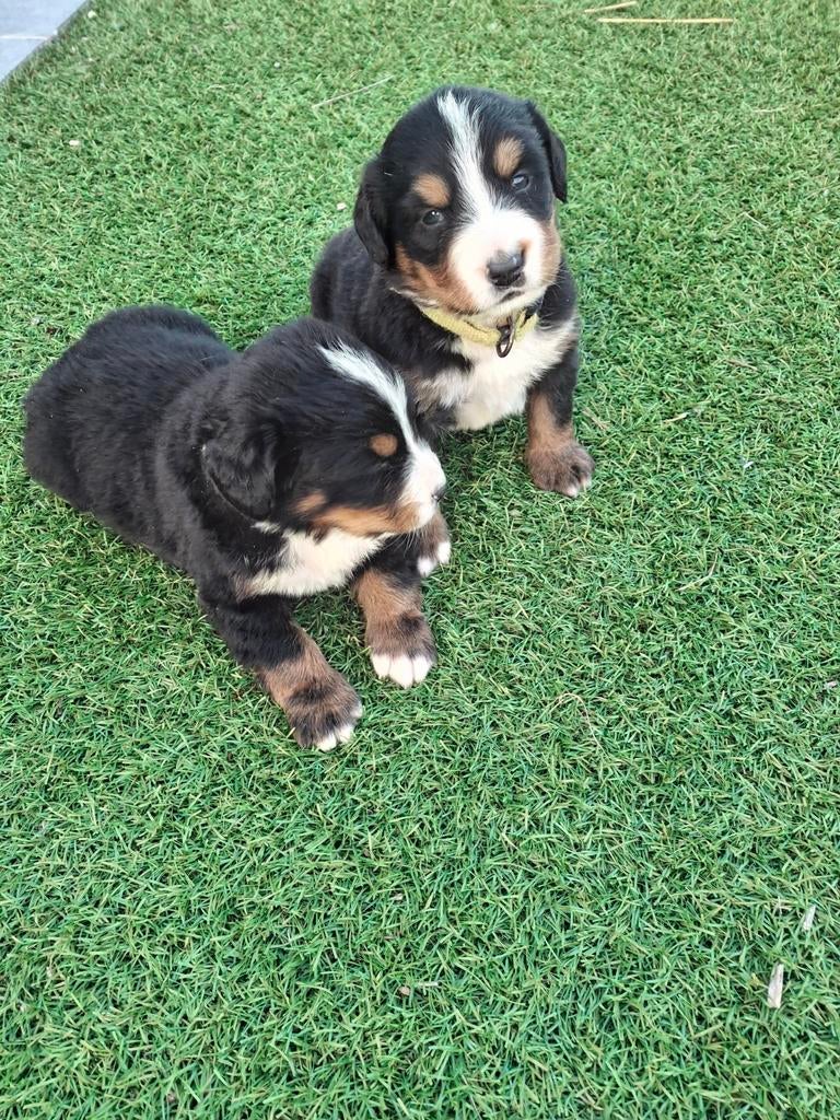 Berner sennen pups, Swiss mountain, 8 à 15 semaines, Plusieurs, Éleveur | Loisir