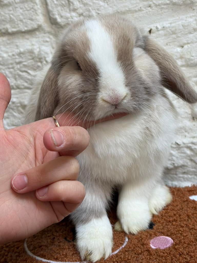 Mini lop voedster, Dieren en Toebehoren, Konijnen, Klein