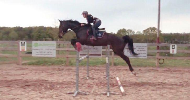 spring paard bremeersen crescendo, Animaux & Accessoires, Chevaux, Hongre, Ne s'applique pas, 175 cm ou plus, 11 ans ou plus, Cheval de saut