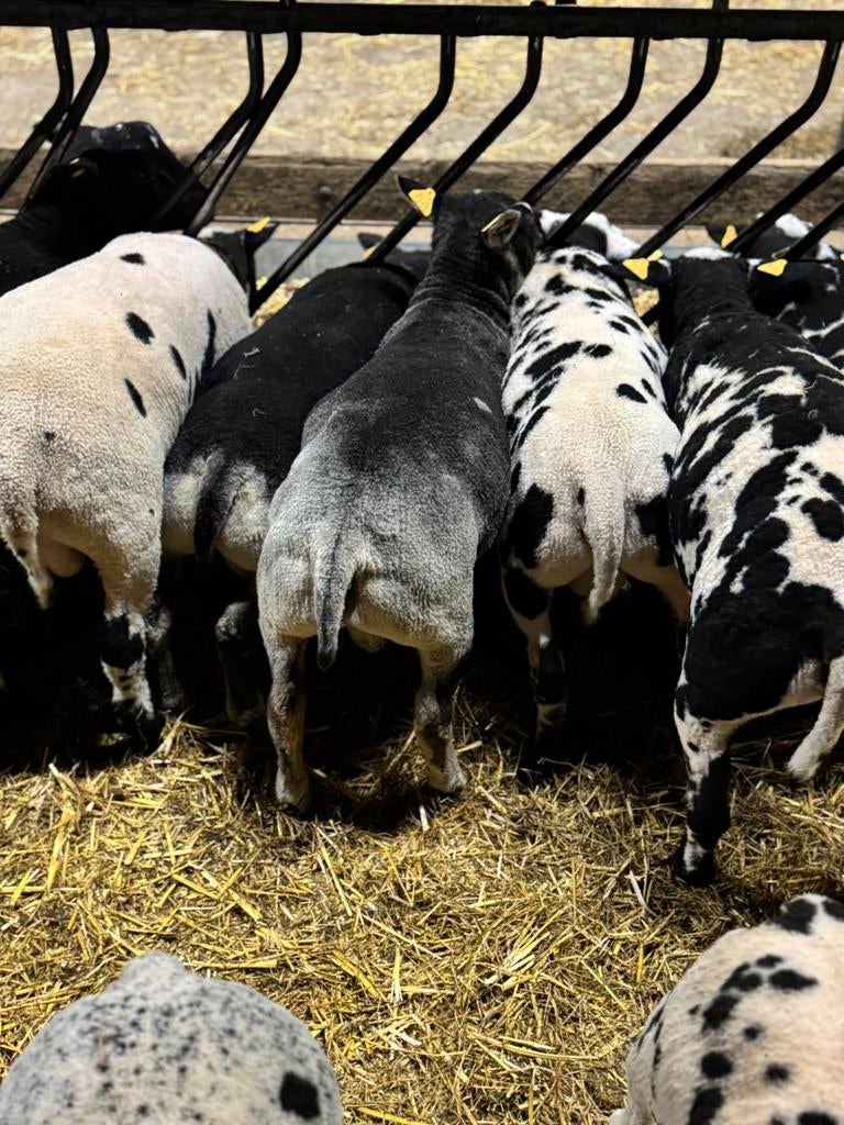 Mooi dassenkop rammen en bonte rammen, Mâle, Mouton, 0 à 2 ans