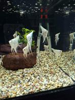 Maanvissen scalare platinum marbel