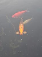 Koi te koop, Dieren en Toebehoren, Vissen | Vijvervissen