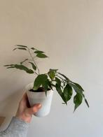Kamerplant - ficus, Huis en Inrichting, Kamerplanten, Ophalen, Ficus