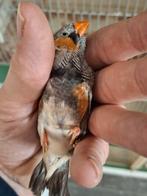 Zebravinken, Dieren en Toebehoren, Vogels | Overige Vogels