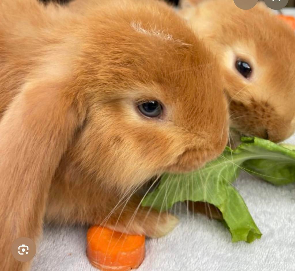 Gezocht nederlands hangoor RAM, Dieren en Toebehoren, Konijnen, Hangoor
