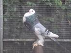 Gentse kroppers, Animaux & Accessoires, Oiseaux | Pigeons