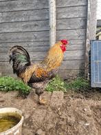 Haan te koop, Dieren en Toebehoren, Pluimvee