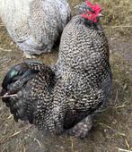 Zijdehoen/cochin mix haan, Mâle, Poule ou poulet