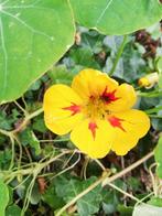 10 graines de capucine, Printemps, Graine