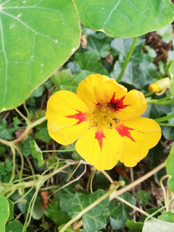 10 graines de capucine, Jardin & Terrasse, Bulbes & Semences, Graine, Printemps