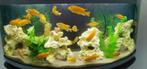 Komplete Aquarium, Ophalen, Gebruikt, Gevuld zoetwateraquarium