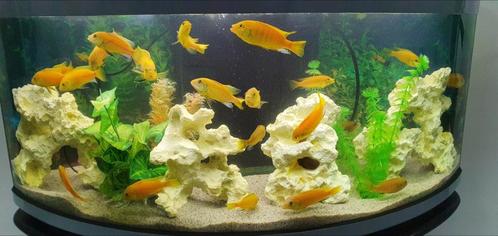 Komplete Aquarium, Dieren en Toebehoren, Vissen | Aquaria en Toebehoren, Gebruikt, Gevuld zoetwateraquarium, Ophalen