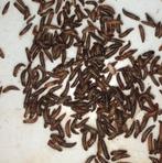 Dermestes haemorroidalis spekkevers, Dieren en Toebehoren