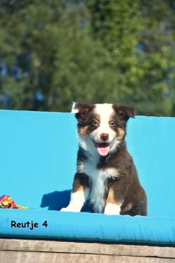 Prachtige Border Collie pups in verschillende kleuren  beschikbaar voor biedingen